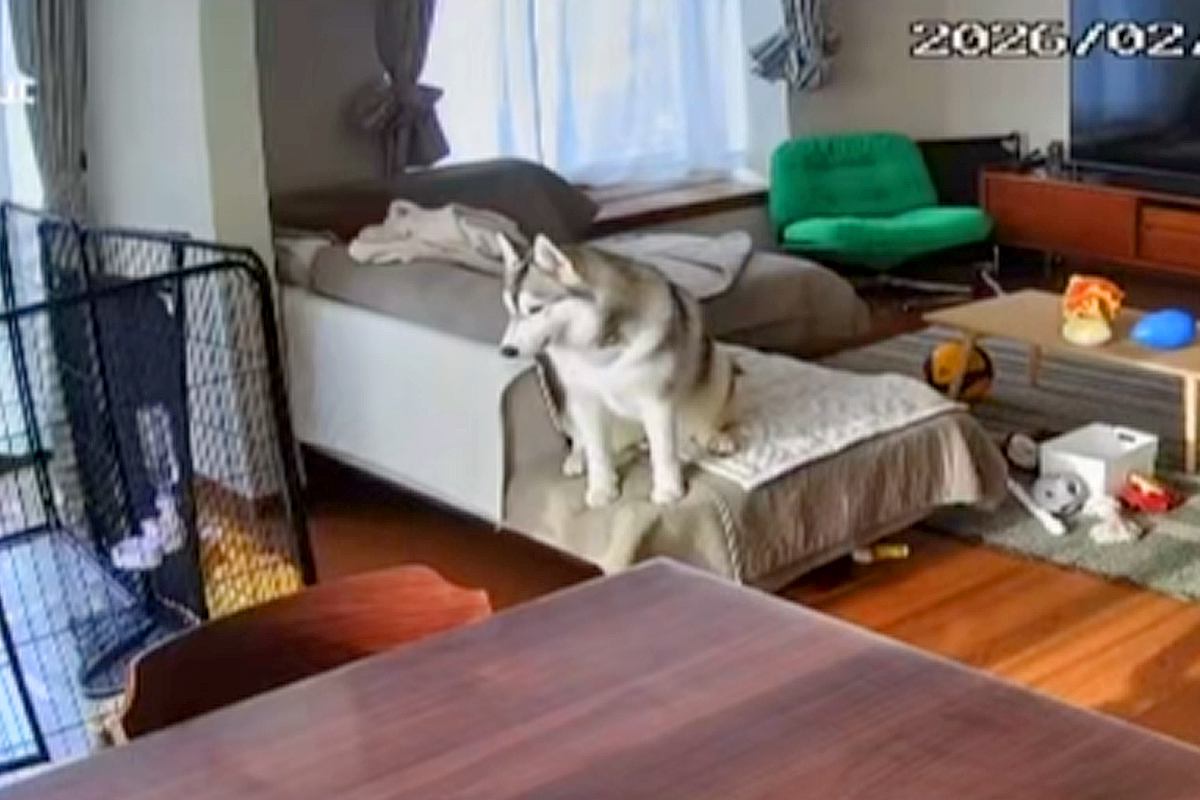 『家族に置いていかれた』と勘違いしたハスキー犬→絶望してしまい…この世の終わりのような光景が5万再生「サイレンで草」「可愛すぎるｗｗ」