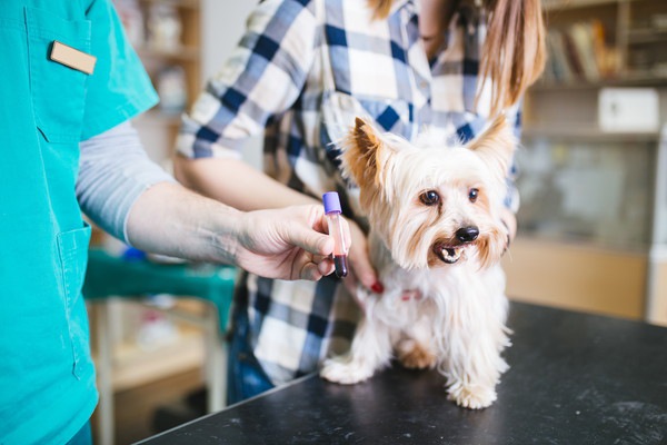 犬のCRPが高いのはなぜ？下がらない原因や病気、基準値まで