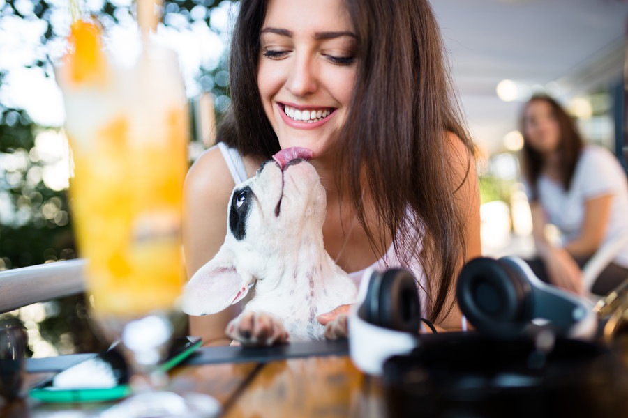 飼っていないけど触れ合いたい！犬に会えるおすすめのお店５選【都内】