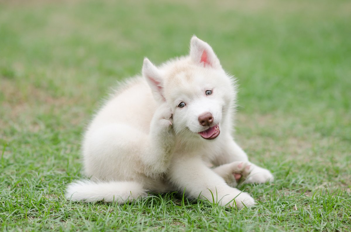 犬が体を掻く時の心理２選！心理的な理由から病気の症状まで解説