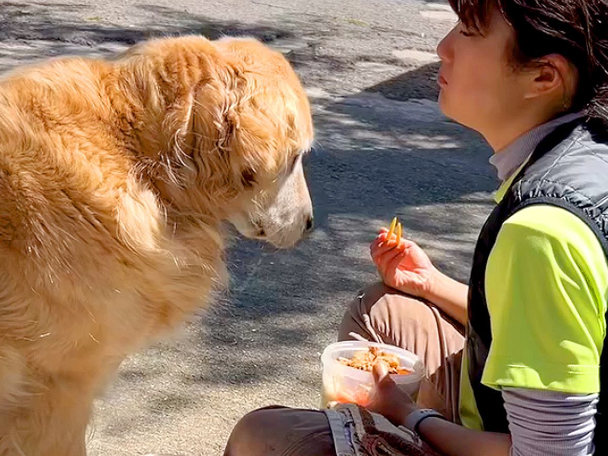 犬の前でご飯を食べた結果…想像以上の『プレッシャー』をかけてくる光景が50万再生「圧やばくて草」「お弁当箱への視線が熱すぎるｗ」と爆笑