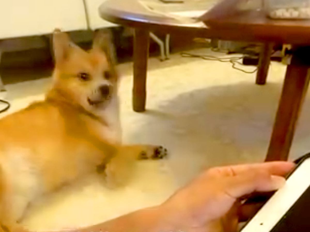 タブレットでお絵描き→画面を消した瞬間、爆睡していた犬が…『すさまじく速い反応』に24万再生の反響「口角可愛い」「めっちゃ分かるｗ」