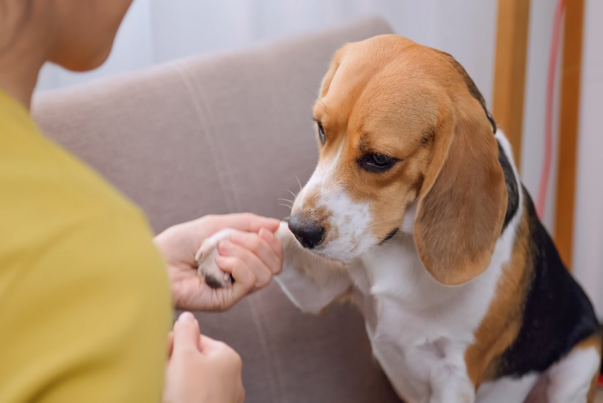 愛犬のために『怒る』じゃなく『叱る』！正しい叱り方とやってはいけない叱り方