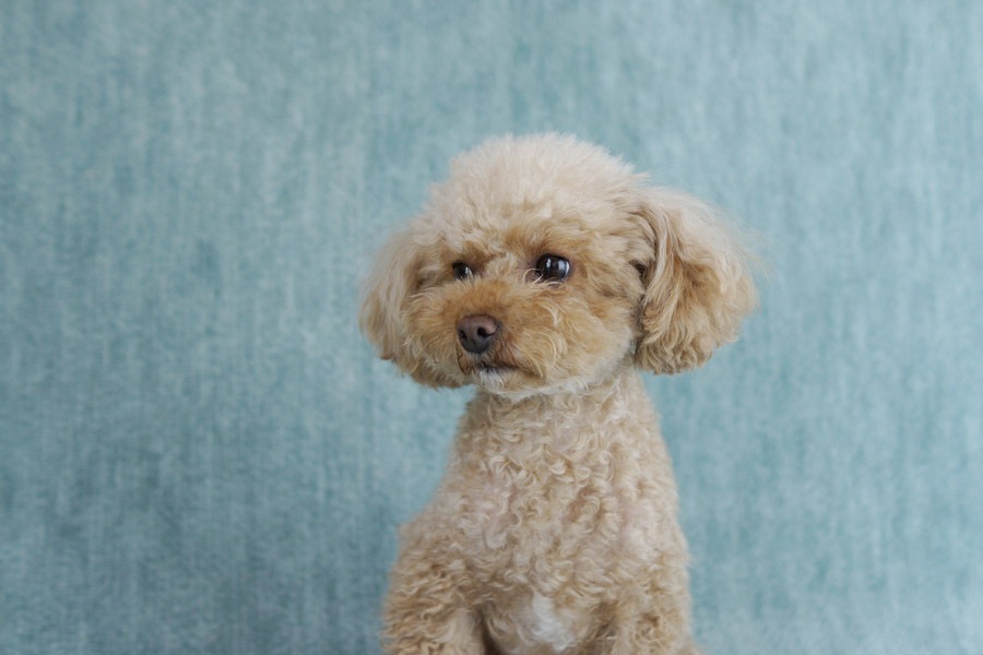 犬を飼うとわかる大変なこと3つ！安易な気持ちで迎え入れないように