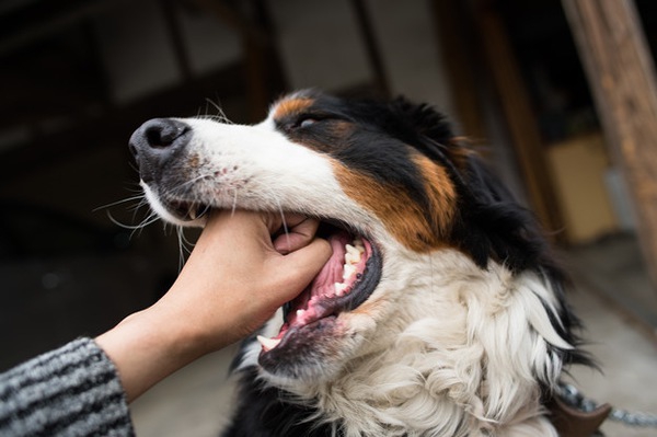 実際に実践した子犬の甘噛み対処法！即効性のある対策は？