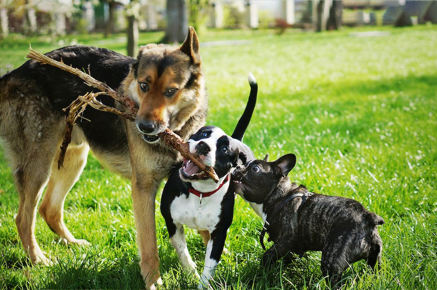 超危険！犬だけで遊ばせると起きるかもしれない事故５つ