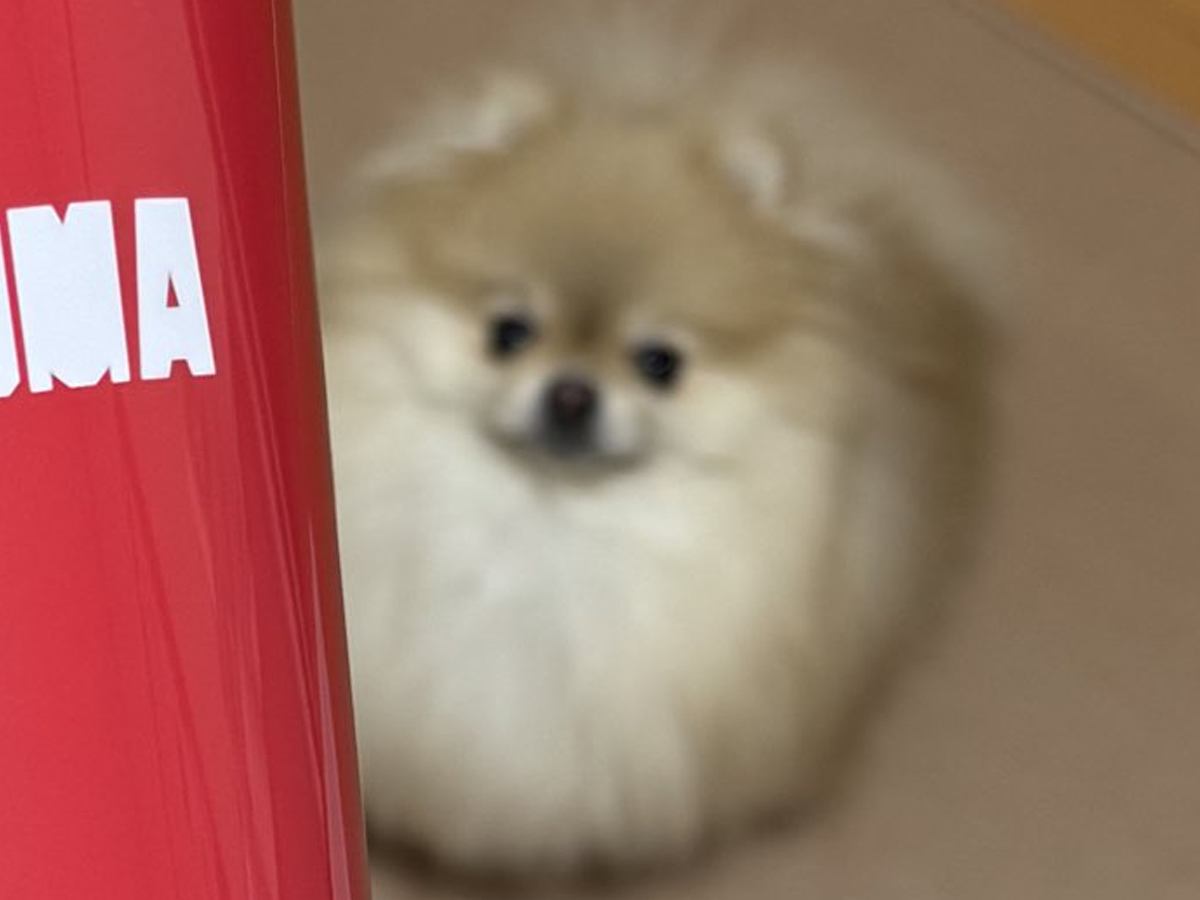 コップの写真を撮ろうとスマホを構えたら、犬が寄ってきて…まさかの『仕方なさそうに見せた行動』が209万表示「モデル並みの対応力ｗ」と絶賛