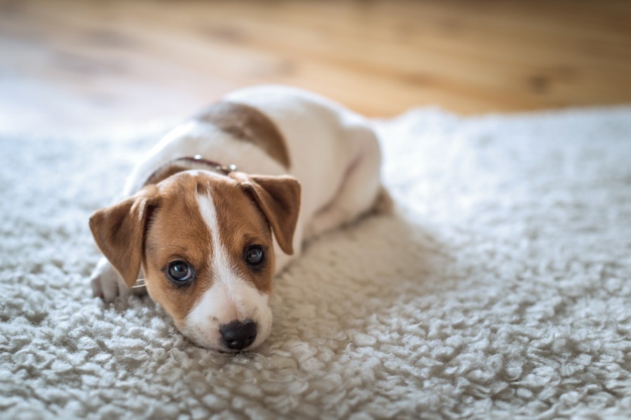 愛犬のお留守番中に停電した際の危険性とは？