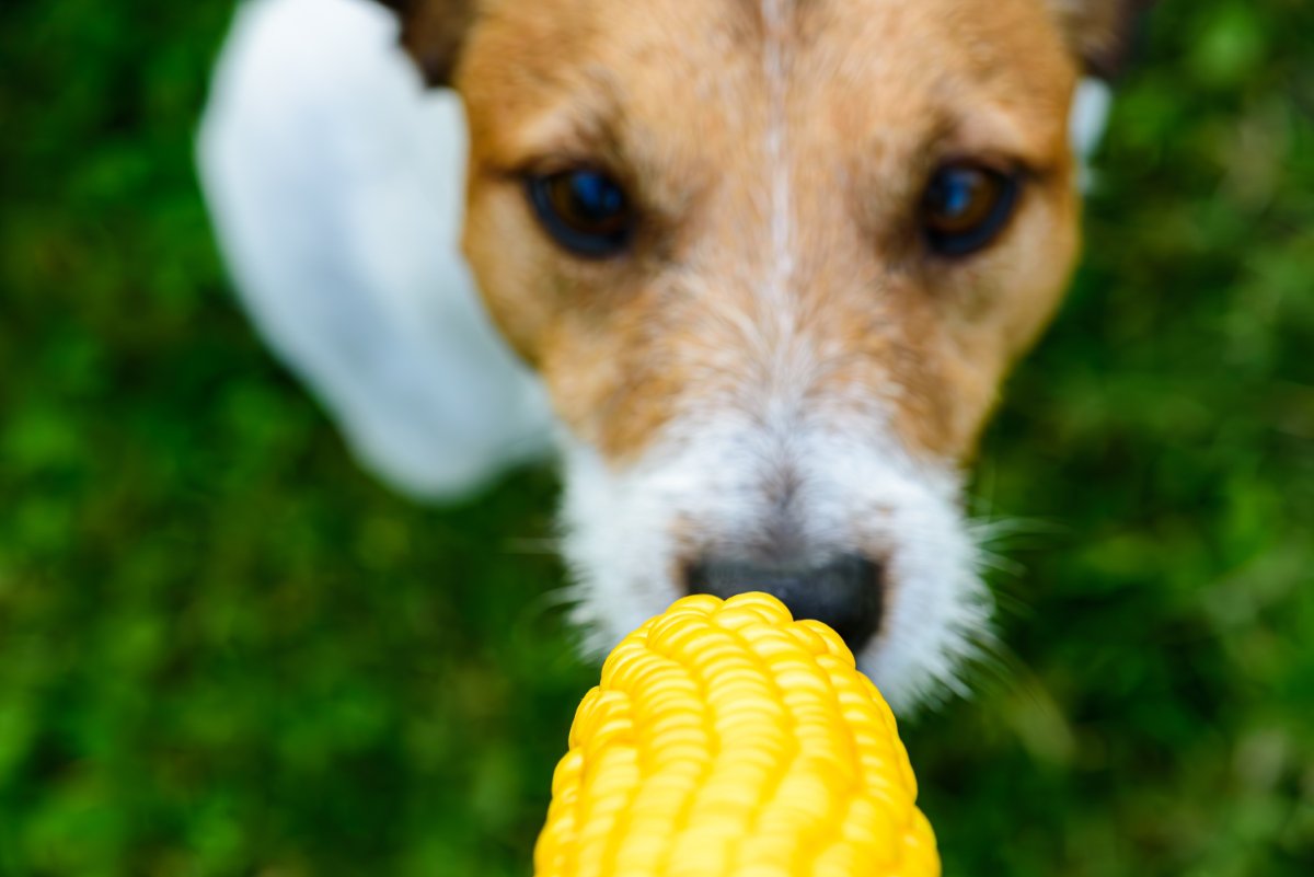 犬に『トウモロコシ』を与えるときのタブー行為５選　絶対NGな食べさせ方や一日の適正量まで