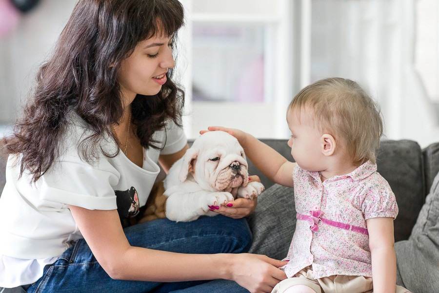 犬のしつけと人間の子供のしつけの共通点