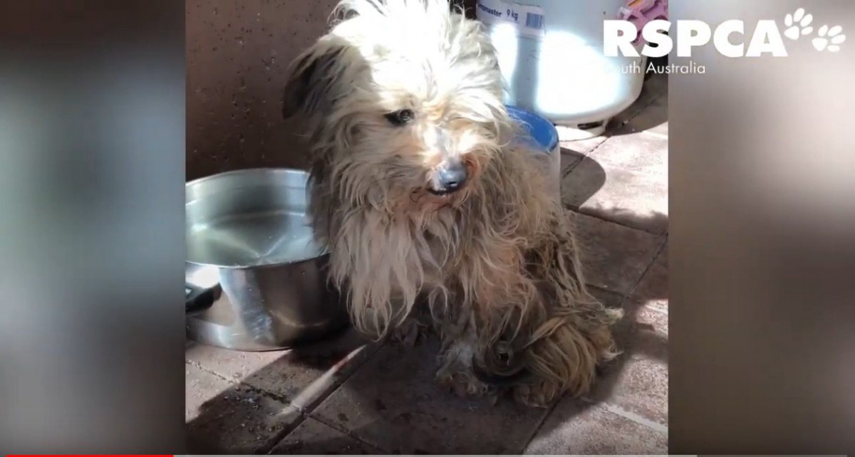 捨てられて餓死寸前…茂みで震えていた小型犬のビフォーアフターが凄い！