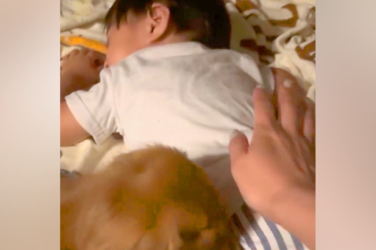 預かっていた『2歳の甥っ子』を連れて帰ろうとした結果→犬が『お別れしたくない』と訴えて…必死すぎる『抵抗』が22万再生「大好きなんだね」