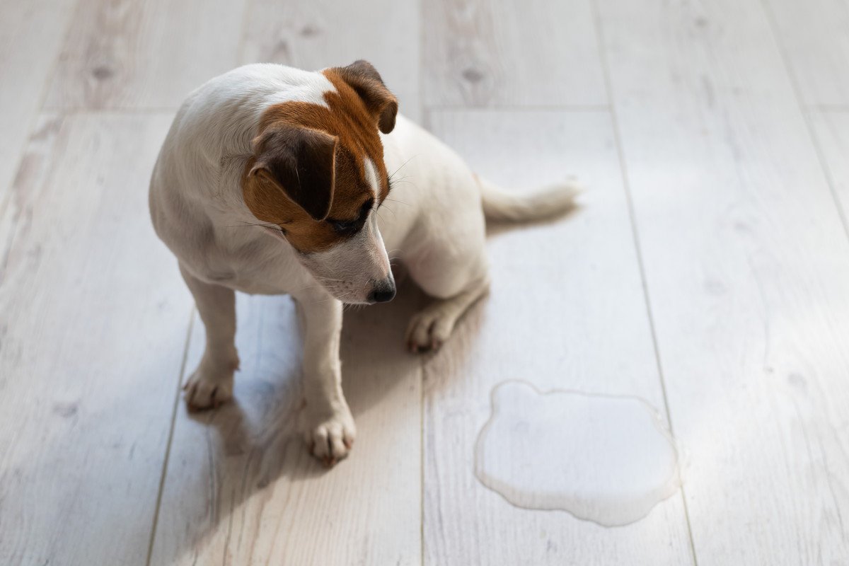 犬が『お漏らし』してしまう原因7つ　叱るべきではない？飼い主にできることとは