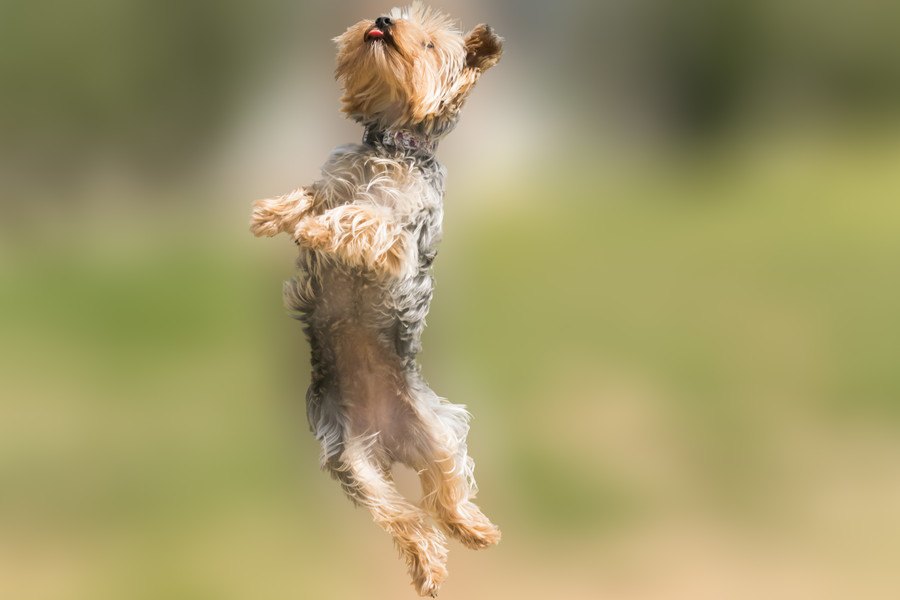 実は危ない？犬の「ジャンプ」の危険性とやめさせる方法