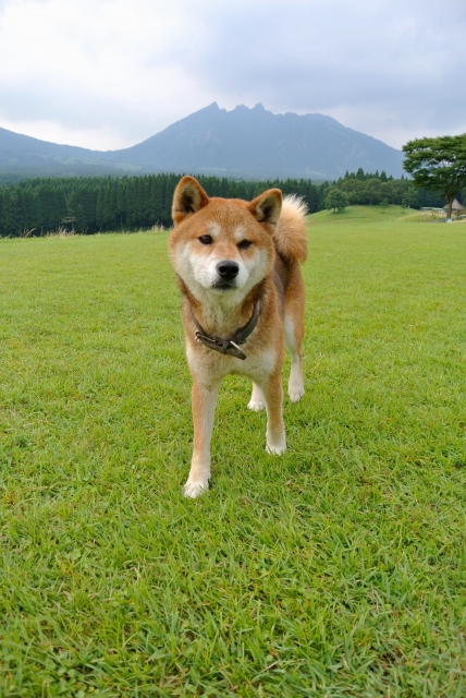 ドッグレスキュー「柴犬の太郎を救え！緊急出動！」