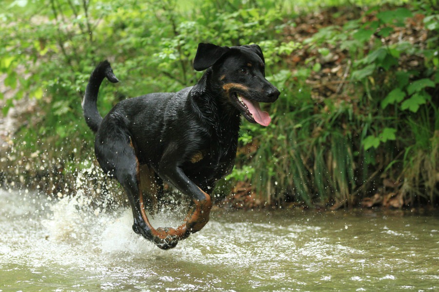 犬にとっては危険？海や川に潜む6つのこと