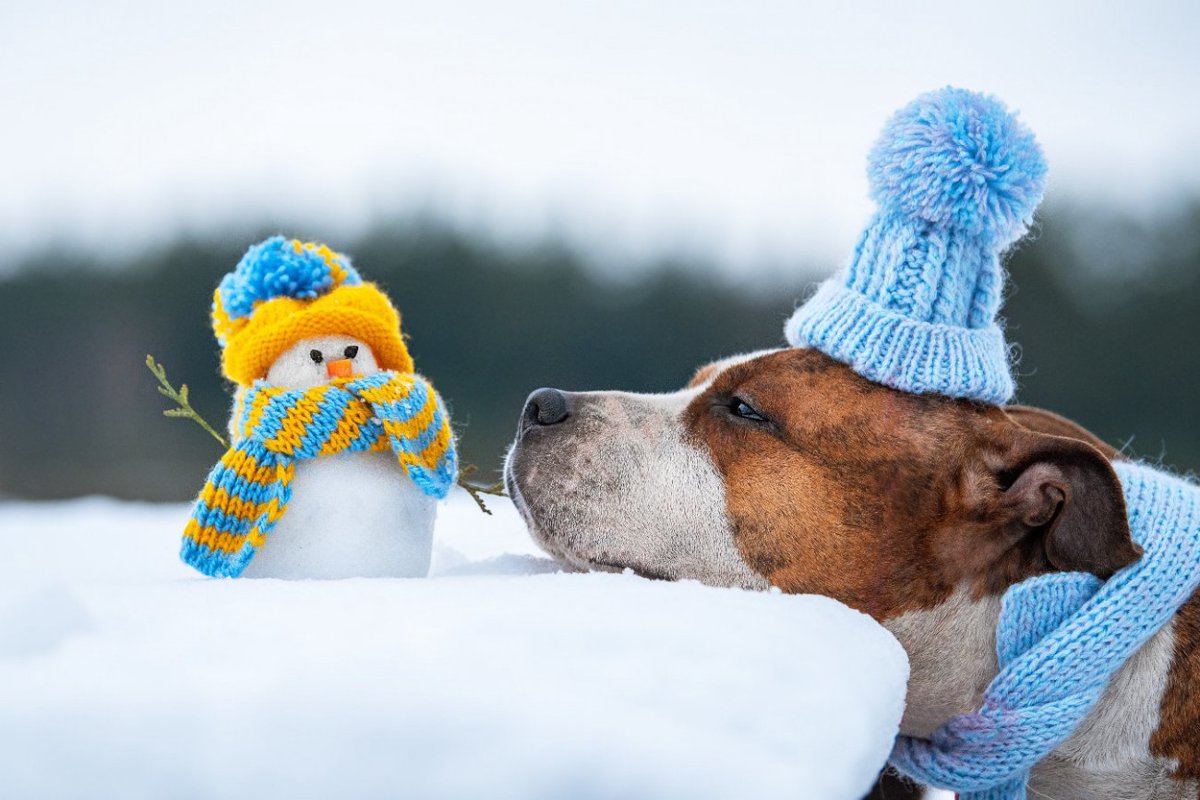 犬はどれくらいの寒さまで耐えられるの？室内の適温は何度？散歩時の注意点は？