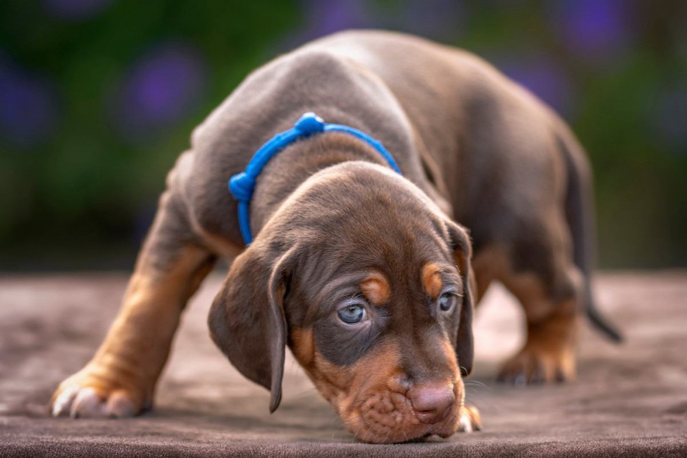 犬が『初めて行く場所』でよくする行動5選！興味津々な姿にほっこり♡