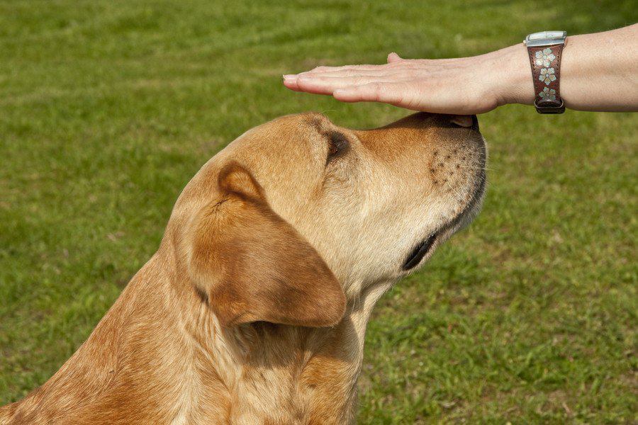 将来の作業犬の強力ツールになりそうな、振動でキューを出す犬用ベスト