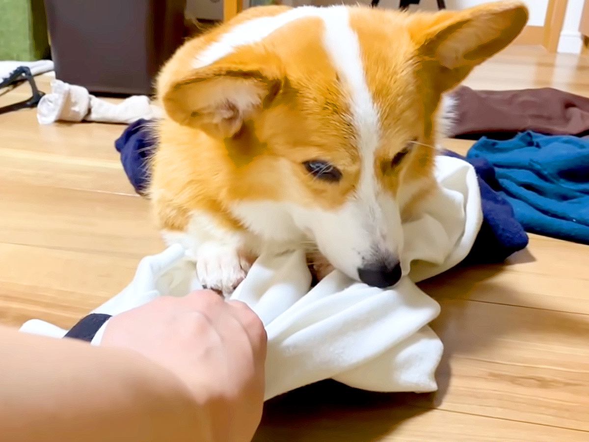 犬が『大好きなお兄ちゃんの服の上』に乗った結果…まさかの行動が健気過ぎると29万再生「もはやストーカーでは？ｗ」「目力ヤバくて草」