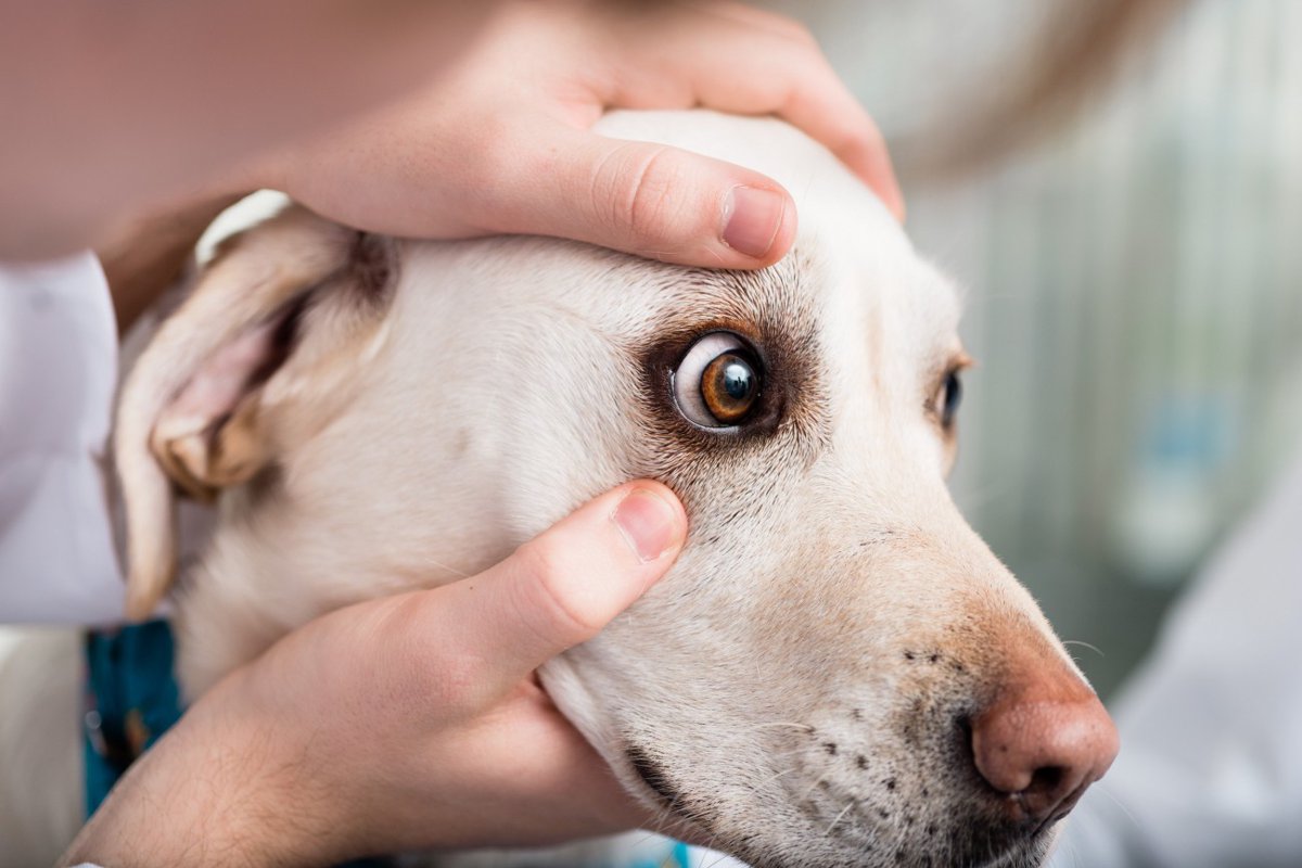 犬の目やにの原因　注意すべき病気から取り方・ケア方法を解説