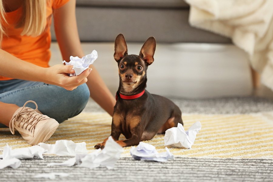 犬がいたずらをしていたときに飼い主がやってはいけないNG行為３選