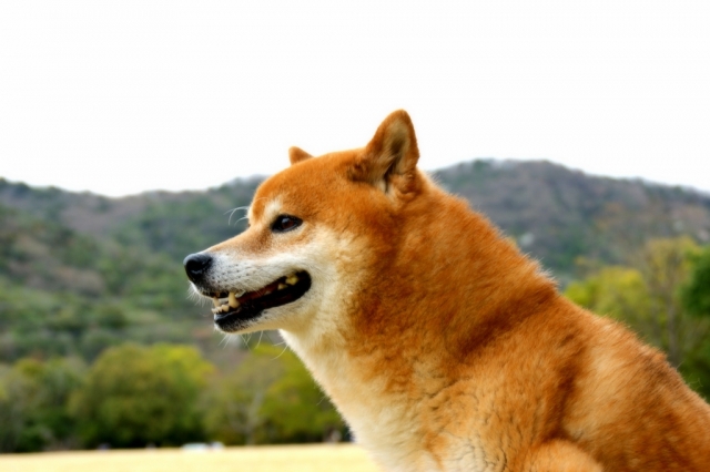 柴犬は外飼いと室内飼いどっちがいいの？気をつけるべき点は何？