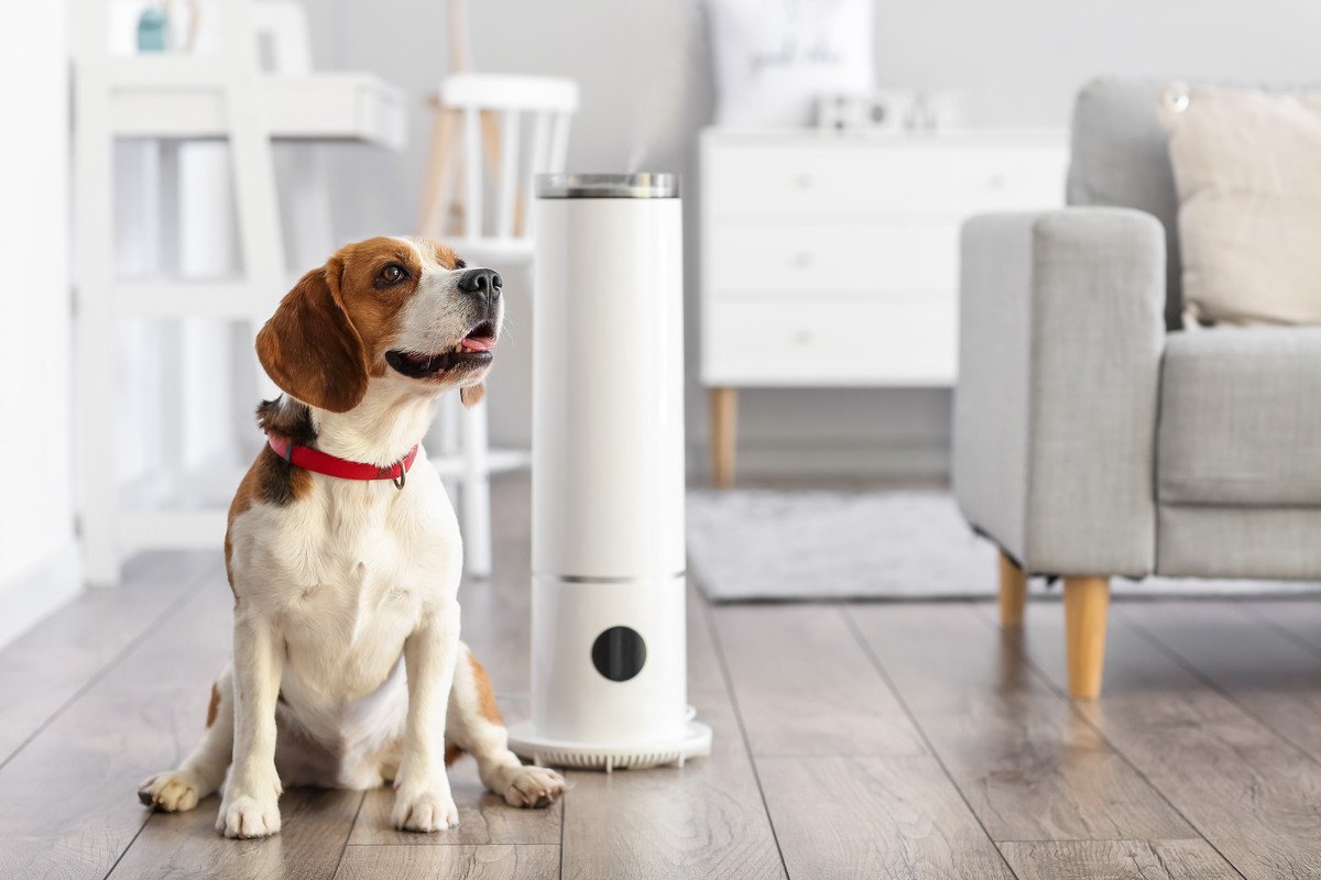 犬のニオイ対策に「空気清浄機」は効果あり？最大限活用する置き場所とは？