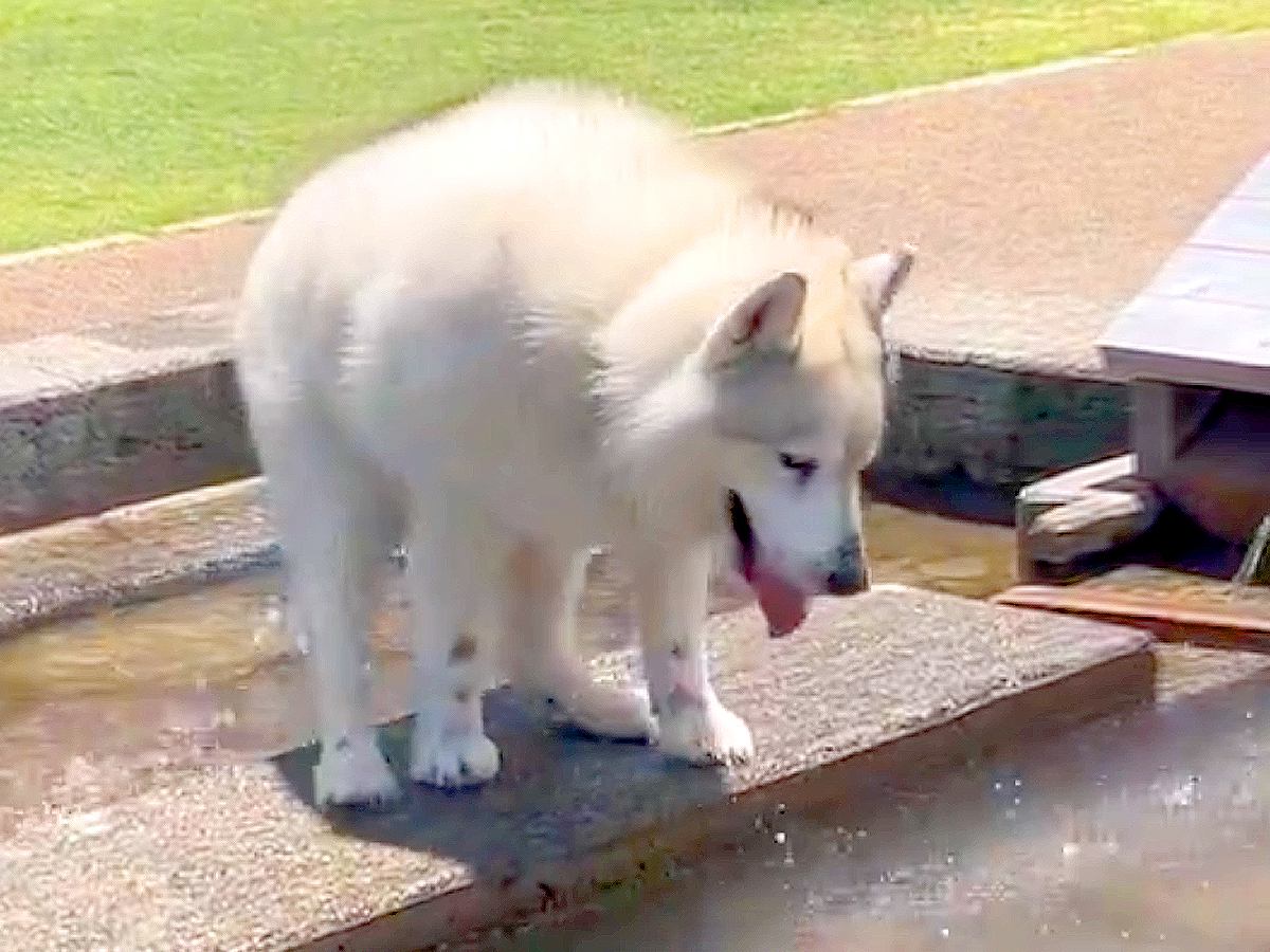 マイペースすぎるハスキー犬が水遊びをしていたら…想定外な『ずっこける姿』が可愛すぎると12万表示「どんくさいｗ」「好き」と絶賛