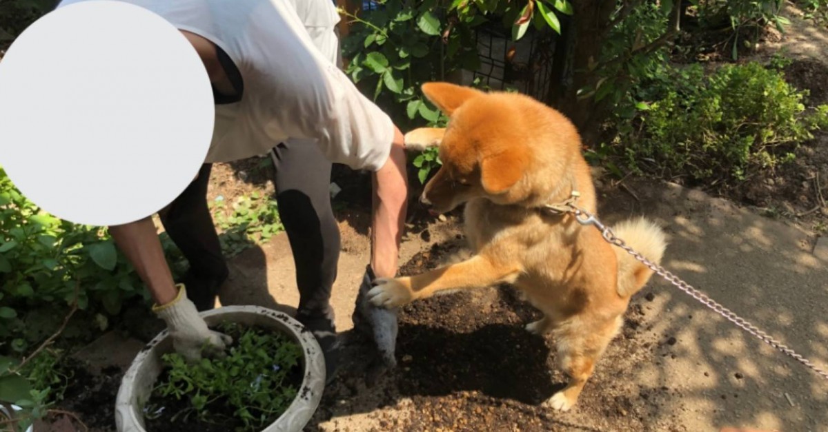 鉢植えをひっくり返して怒られても無邪気が過ぎる柴犬さんが話題