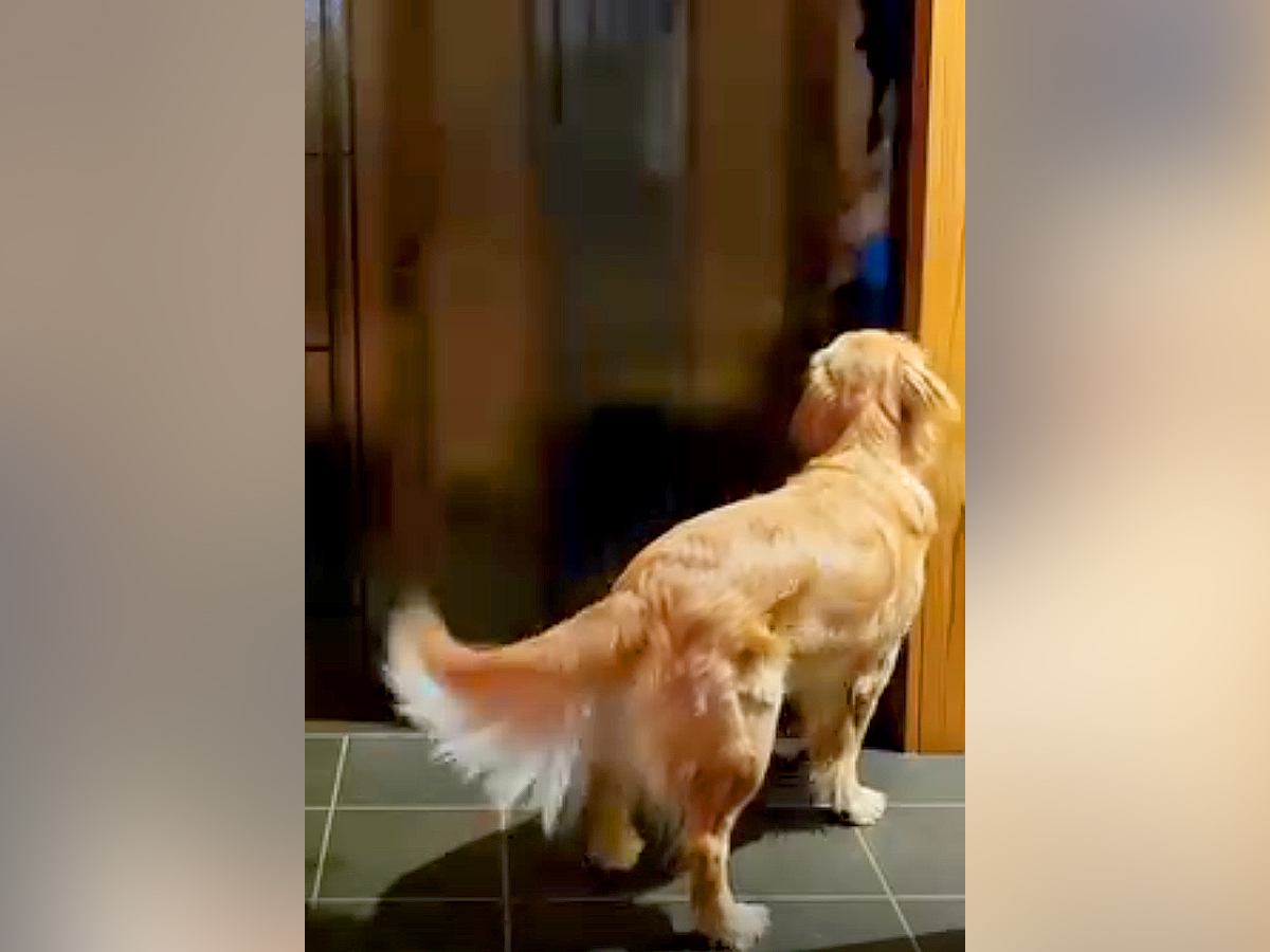 疲れきって帰宅→家のドアを開けると、大型犬が…思わず泣けてしまう『愛に満ちたお出迎え』が53万再生「疲れも吹き飛ぶ可愛さ」「癒やし」