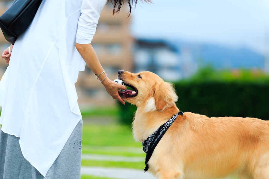 犬にボールを使って「放せ」「出せ」を教えるやり方