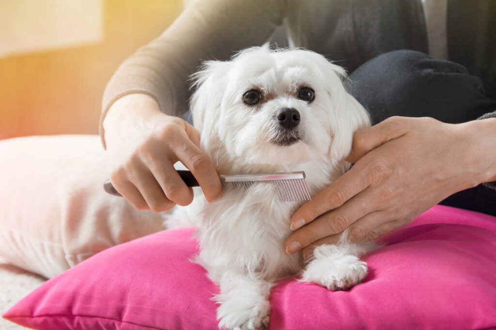毛が抜けにくい犬種15選｜小型・中型・大型犬までサイズ別に紹介