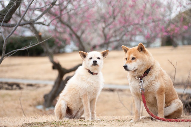 犬同士で「いじめ」が起こる原因と対策