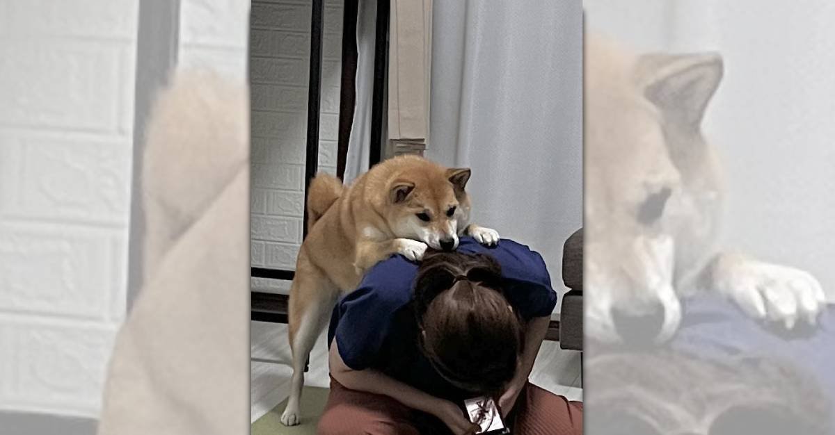 「ヘアゴムちょうだい！」飼い主さんに背後から襲い掛かる柴犬さん♡