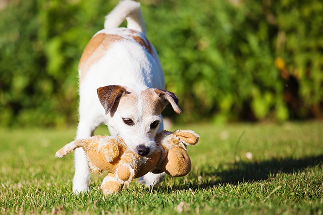 なぜ犬はオモチャを咥えながら振り回すのか？