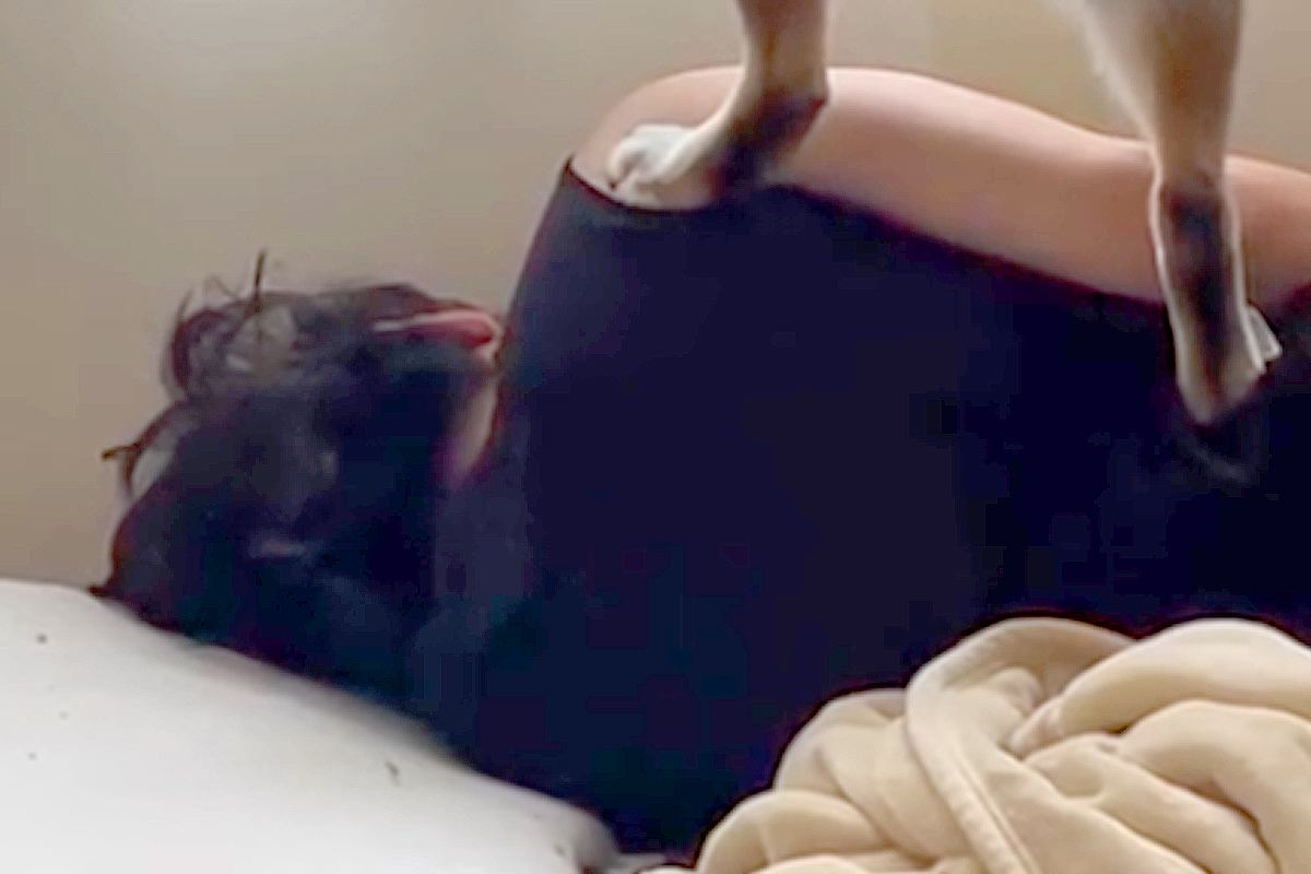 ベッドで寝ていたら犬が『外を見たい』と近づいてきて…思わず笑う『シュールな光景』が24万再生「1番信頼できる踏み台」「パトロールご苦労様」