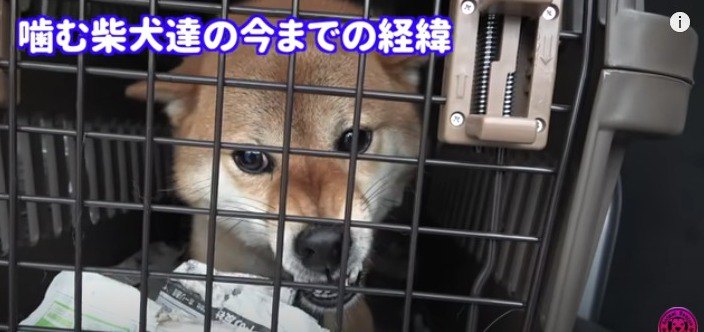 元『噛み犬』３匹の柴犬たちを群れ化！笑顔溢れるビフォーアフターに感動