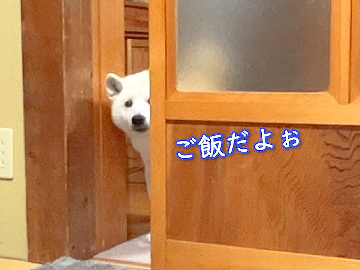 犬がお母さんの代わりに『晩ご飯できた報告』をする光景…可愛すぎる『お知らせの仕方』が25万再生「ガラスに透けてるｗ」「たまらん」と絶賛