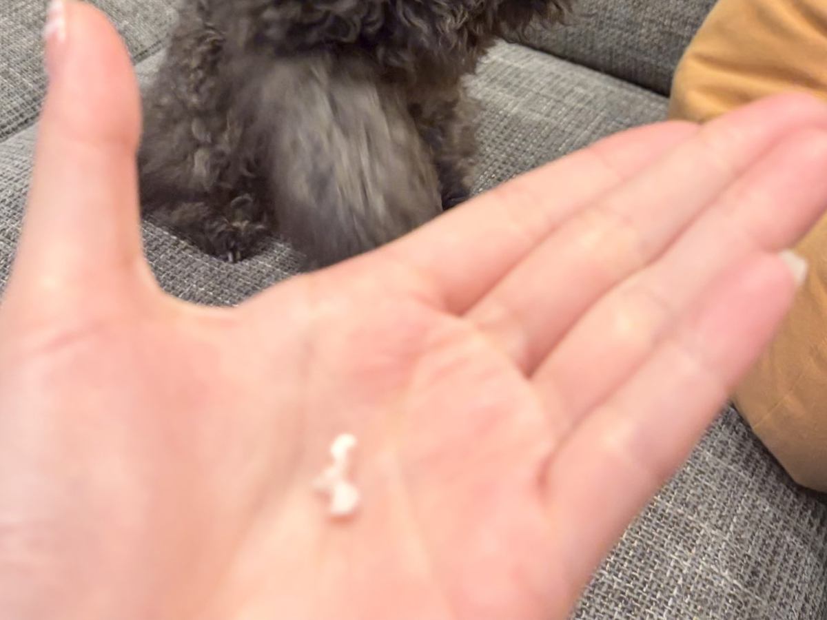 子犬の『歯』が抜けたので記念撮影しようとした結果→まさかの『可愛すぎる勘違い』に4万いいね「はーい！ってしてるみたい」「かわいい」と悶絶