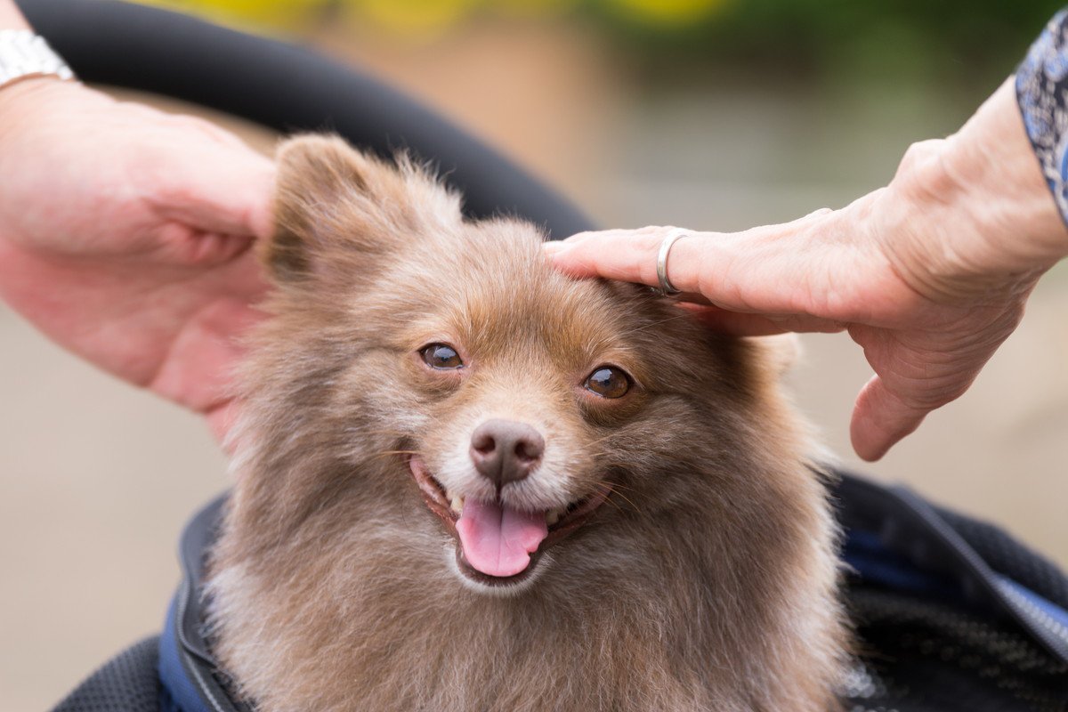 犬の体を清潔に保つことはなぜ大切なの？汚れてしまう原因4つと日頃から欠かせないケアをご紹介