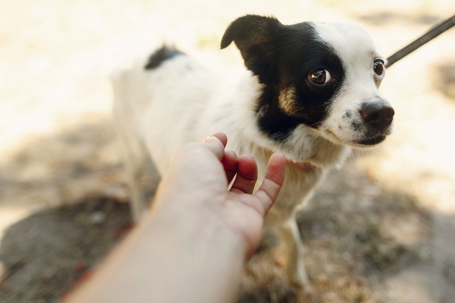 他の犬に絶対してはいけないNG行為３選！自分の家と同じだと思わないように！