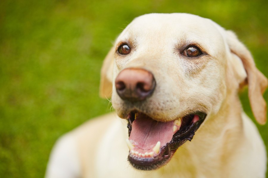 犬ってホントに頭がいい！改めて賢いなと思う瞬間４つ