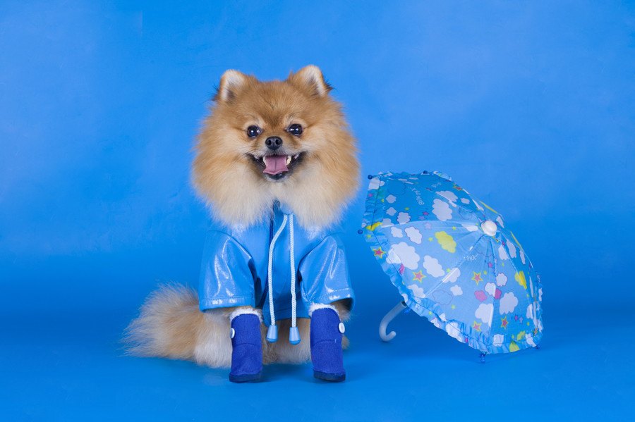 犬が梅雨の時期によくかかる病気3選