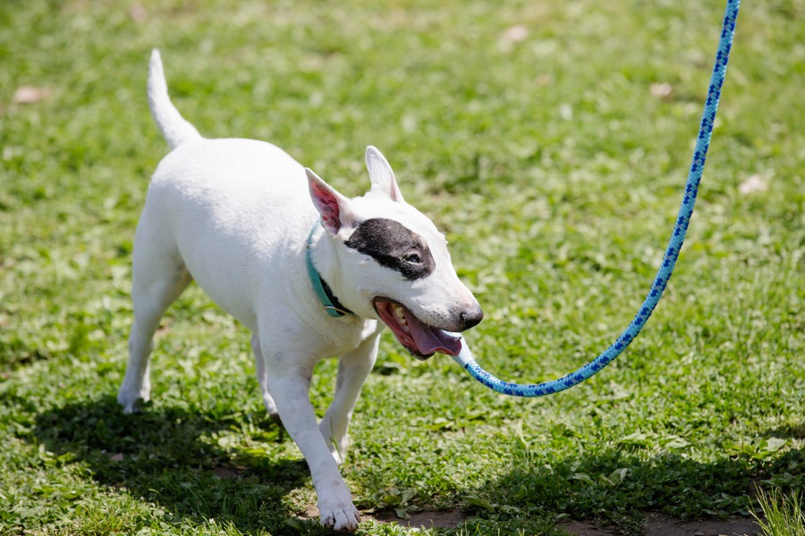 犬の散歩って1日に何回行けばいいの？