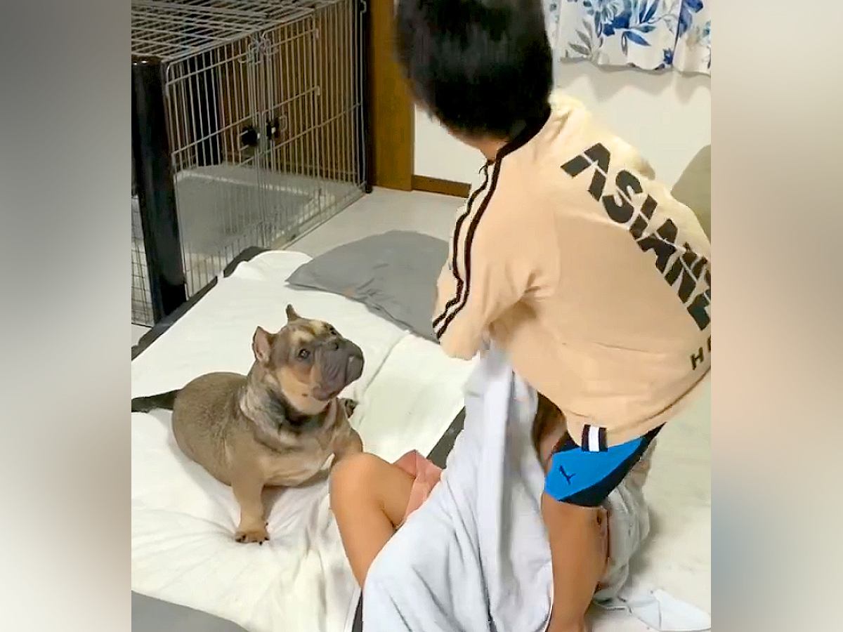 男の子2人が『毛布の引っ張り合い』を始めたら、見ていた犬が…まさかの展開が47万再生「子どもと同じｗ」「弱い方に味方するの素敵」の声