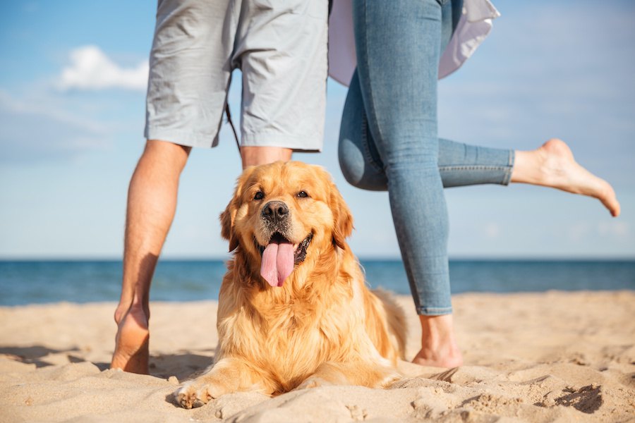 デートアプリのプロフィール写真に愛犬を入れると成功率がアップする？