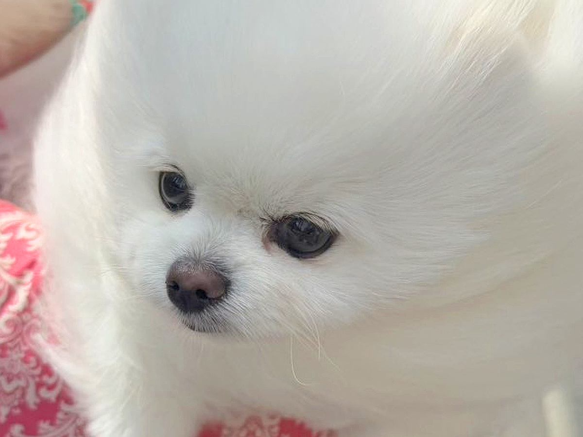 風が強い日、犬と散歩に出かけた結果→思った以上に『前のめりすぎる姿』に「面構えが違う…かっけぇ」「雲の妖精さんみたい」と2万いいね
