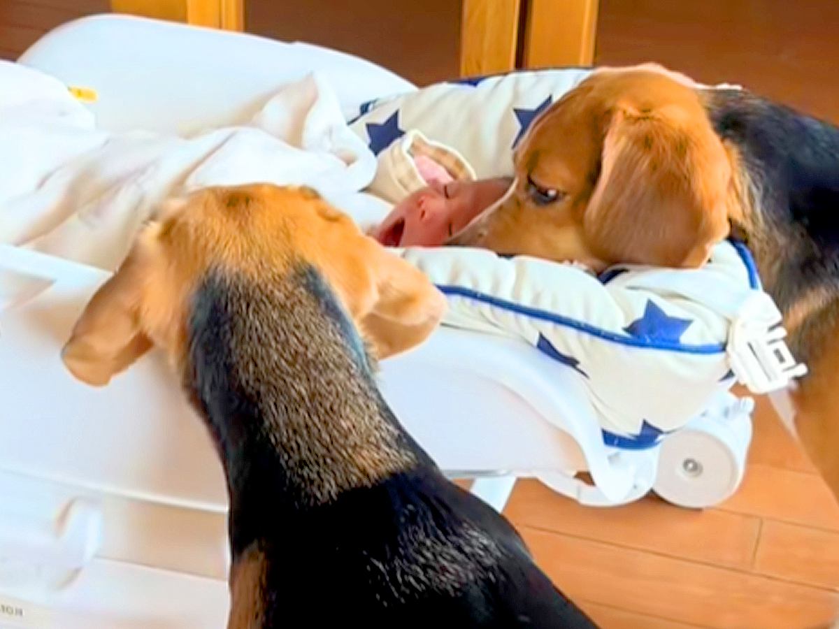赤ちゃんが寝ているベッドに近付く2匹の犬→気になって仕方なく…可愛いが大渋滞している光景が3万再生「思いっきりクンクンｗ」「優しい」