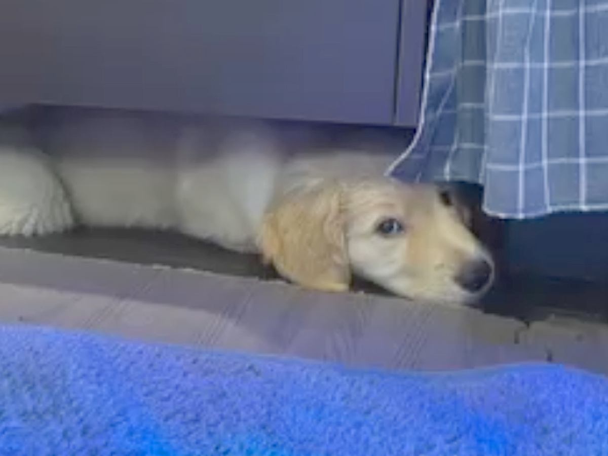 『赤ちゃんの頃はテーブルの下に入れたのに…』１歳になった大型犬→成長を理解していない行動が５万再生「解決しようとするの可愛いｗ」と絶賛